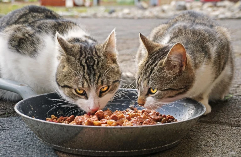 best cat food