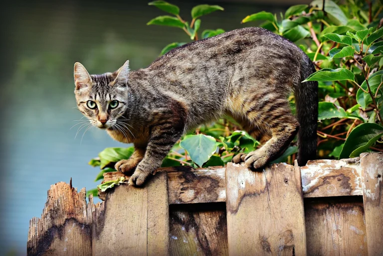 best cat food for kidney disease