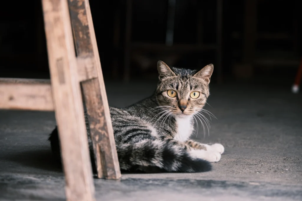 best cat food for kidney disease with low phosphorus