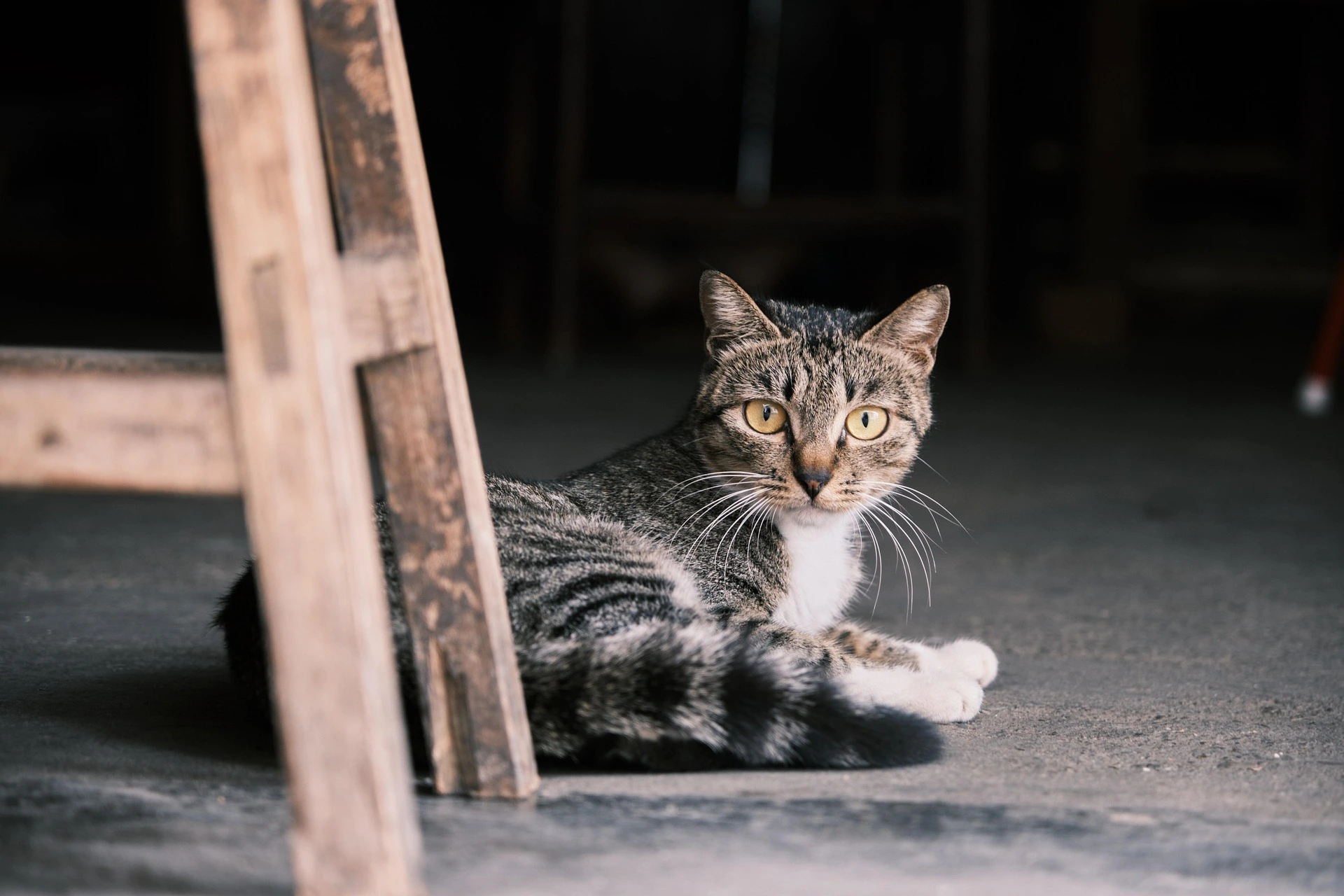 best cat food for kidney disease with low phosphorus