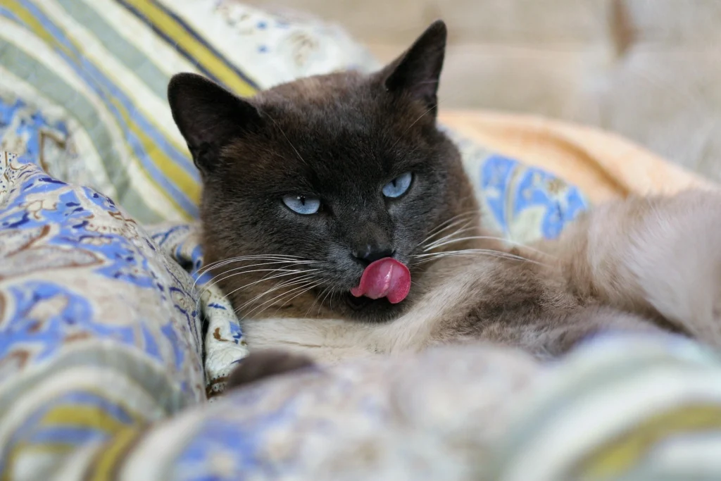 can cats eat blackberries