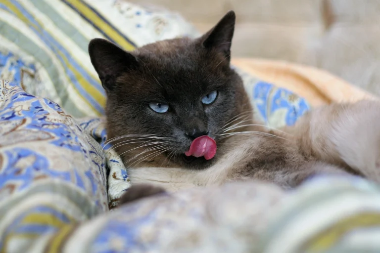 can cats eat blackberries
