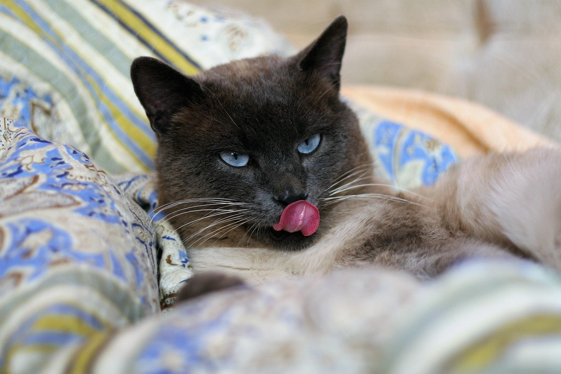 can cats eat blackberries