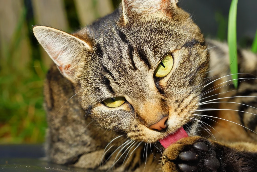 Prescription Cat Food for Kidney Disease Alternatives